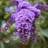 BUDDLEJA 'BLÅVINGE' Hårdfør Sommerfuglebusk, 5 Prydbusk