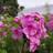 Phlox Paniculata 'Eva Cullum' Staude