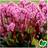 Kæmpestenbræk Spring Fling - Bergenia hybrid Spring Fling Prydbusk