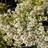 Smalbladet Timian Albiflorus Thymus Krydderurtefrø