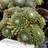 Huslog Spindelvævshusløg - Sempervivum arachnoideum Grøntsagsfrø