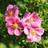 Buskpotentil Pink Paradise 20-40 cm. Potentilla Prydbusk