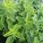 Oregano Merian - Origanum vulgare Sommerblomst
