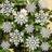 Snowflake Julgranspynt 3.4cm 36st