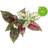 Click and Grow & SGR48x3, Prydplante, Genopfyldning, Hurtig producent Minidrivhus