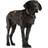Carhartt Hunde Mantel Dog Chore Coat, Tarmac Duck
