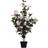 Vickerman Home Decor Artificial Plant