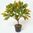 Homescapes Green Rushfoil' Croton with Pot Artificial Plant