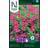 Nelson Garden Petunia Hybrida Showers Burgundy