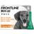 Frontline Plus Spot On Flea & Tick Treatment for Puppies Small Dogs