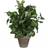 Mica Decorations Syngonium Kunstig plante
