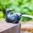 HEISSNER Fish Water Spitter Black 18 x 16 x 13 cm