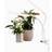 Airam Tulip Plantebelysning 16W 780lm Dæmp med touch 9610539