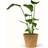 Strelitzia Nicolai - Paradisfugl Ø24cm Potteplante