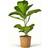 Ficus Lyrata - Violinfigen Ø17cm Potteplante