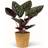 Calathea Sanderiana - Påfugleplante Ø11cm Potteplante