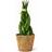 Sansevieria Cylindrica Braid - African Spear Ø9cm Potteplante