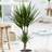 Freemans YouGarden Dracaena Marginata 2 17Cm Grow