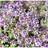 THYMUS citriodorus 'Silver Quen' Citrontimian Hækplante