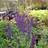 SALVIA nem. 'Caradonna Compact' Staude-Salvie Sommerblomst