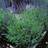 Omnia Garden Lavendel OMNIA GARDEN Lavandula angustifolia 'Hidcote' 10-pack