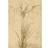 Venture Home Plant Art Plakat