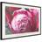 Artgeist Poster - Blooming Rose 30x20 Tavla