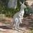 Design Toscano Australian Outback Kangaroo Garden Sculpture