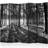 Arkiio Grey Wilderness II 225x172 Rumdeler 225x172cm