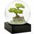 Cool Snow Globes Bonsai Green/Transparent/Black Globe 10cm