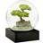 Cool Snow Globes Bonsai Green/Transparent/Black Jordglob 10cm