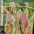 Fladaks Chasmanthium latifolium Sommerblomst