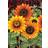 Toland Garden Sunflower Medley Summer Fall Flag Double Sided 12x18