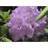 Silvan Rhododendron Japansk Azalea Træ & Busk