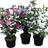 Silvan Hibiscus Syriacus Syrian Rose Ø19cm Potteplante