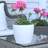 Lechuza plantekrukke CLASSICO Color 18 ALL-IN-ONE Krukke