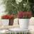 Lechuza plantekrukke CLASSICO Color 21 ALL-IN-ONE Krukke