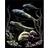 Royal & Langnickel Dolphin Pod Holographic Foil Engraving Art HOLO26