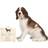 Something Different Springer Spaniel Dog Ornament Figurine