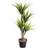 Smart Garden Dragon Tree Faux Plant