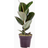 You Garden Ficus Robusta Rubber Plant