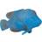 Mojo Blue Groper 387356