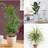 Studio Foliage Houseplant Mix 3 12cm Pot