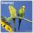 Avonside Budgerigar Square Bird Wall Calendar 16 Month
