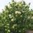 GardenersDream Syringa China Snow Tree Clusters Of Low