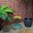 St Helens Helens Yellow Flower Metal Bird Bath Feeder