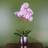 Leaf 50Cm Phalaenopsis Orchid Artificial Plant