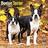 Avonside Boston Terrier Calendar 2026 Square Dog Breed Wall Calendar 16 Month