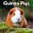 Guinea Pigs Calendar 2024