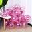 Shein 10pcs/set Latex Balloon, Modern Decor Party Celebration Decoration Balloon For Party